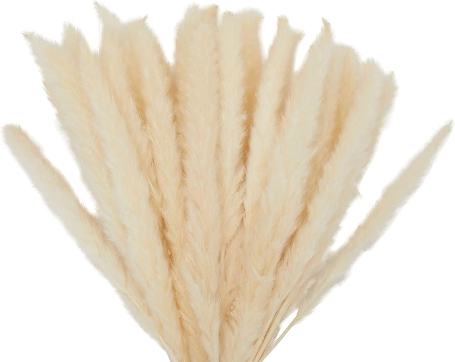 30-Pack Dried White Pampas Grass for Vases