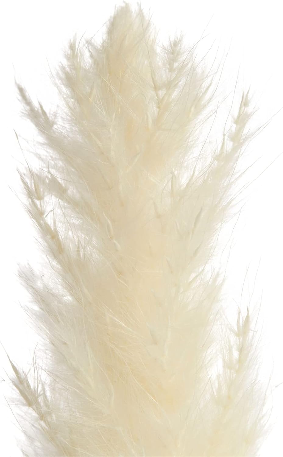 30-Pack Dried White Pampas Grass for Vases