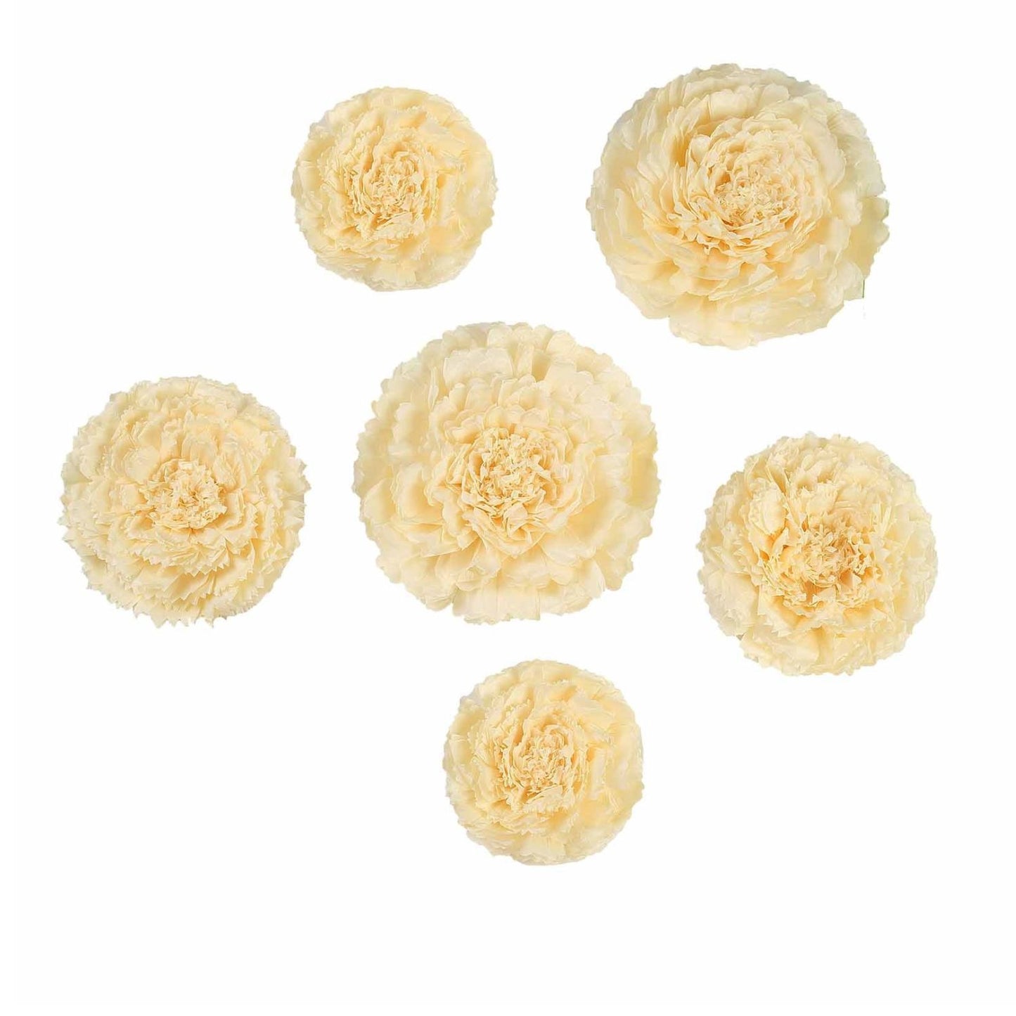 Home Collection Pack of 12 Large Carnation Paper Tissue Flowers