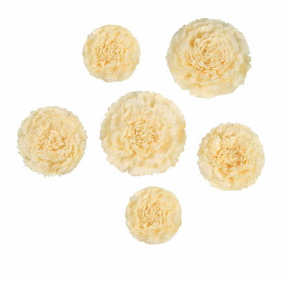 Home Collection Pack of 12 Large Carnation Paper Tissue Flowers