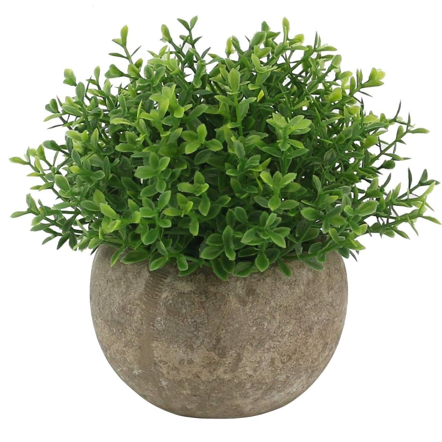 Home Collection Mini Green Grass Plants in Pot