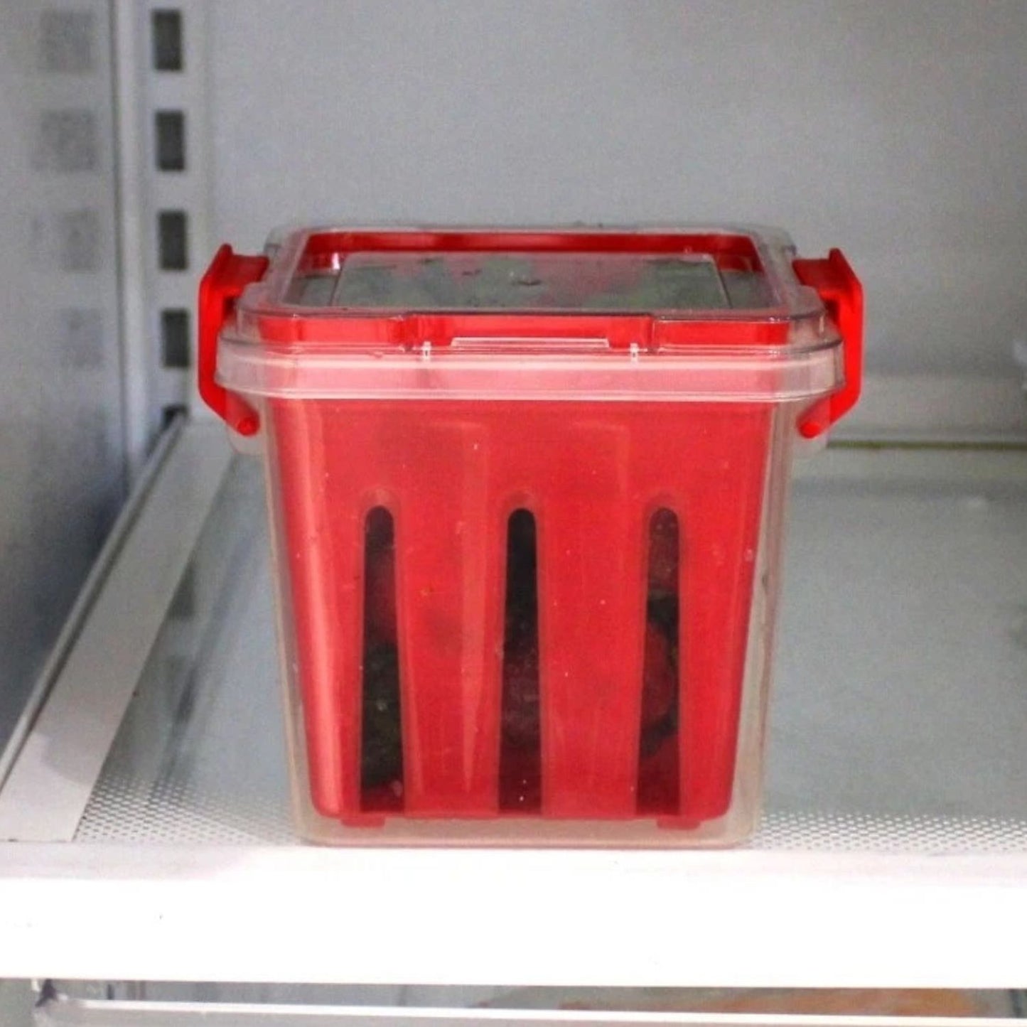 Home Collection Fruit and Vegetable Saver Storage Basket