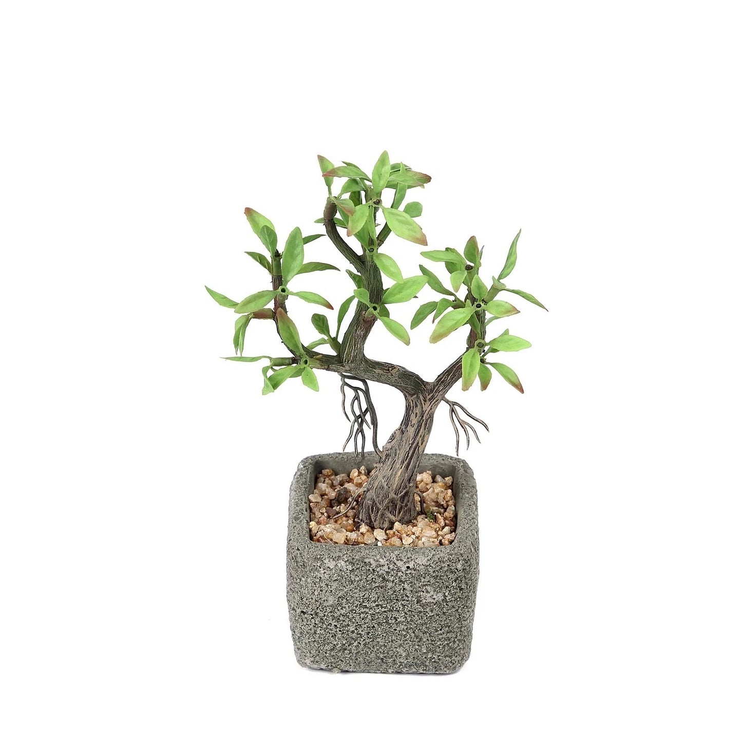 Home Collection Concrete Pot with Mini Willow Tree 9-Inch
