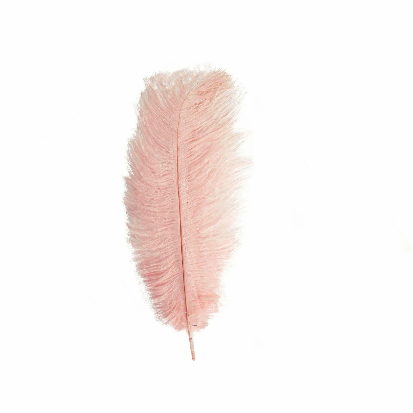 Home Collection 12-Piece Genuine Ostrich Feathers – 13"–15" Decorative Feathers for Centerpieces
