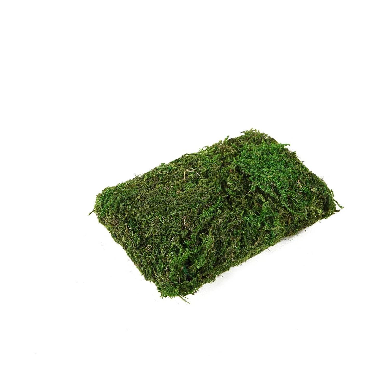 Home Collection 50g Natural Green Reindeer Moss
