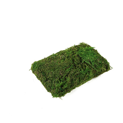 Home Collection 50g Natural Green Reindeer Moss
